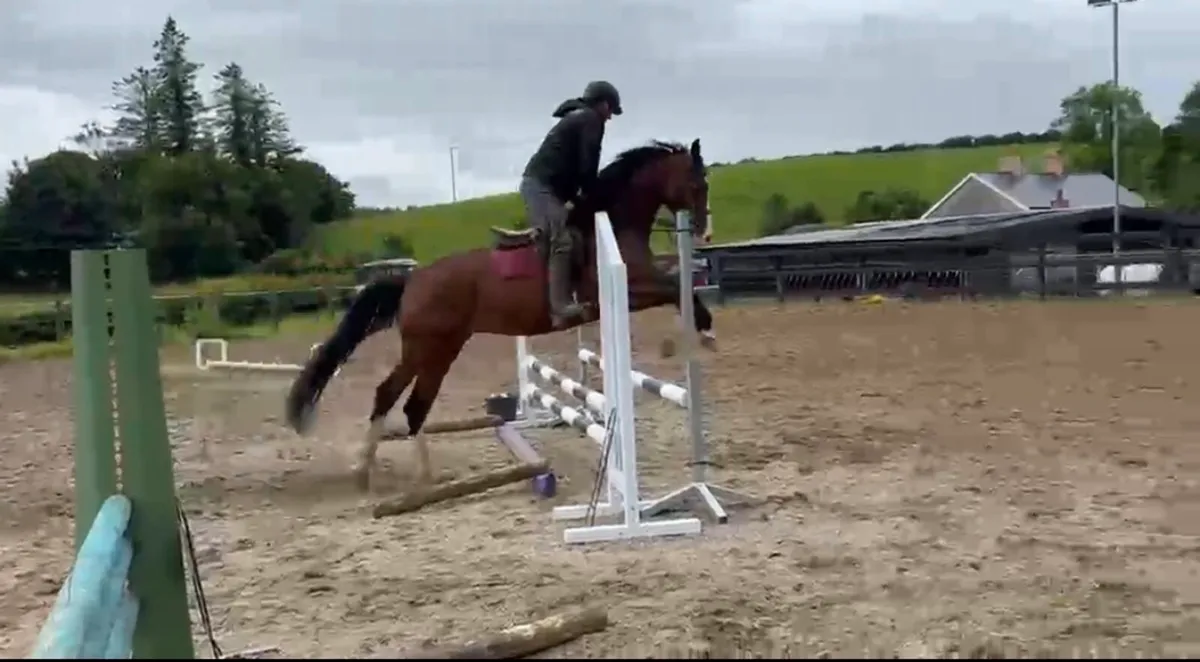 Gelding - Image 3