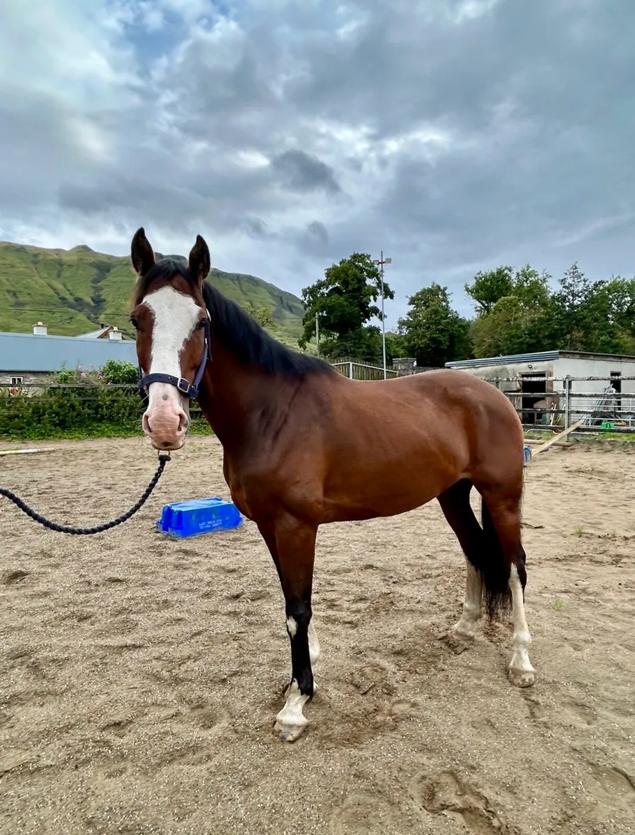 Gelding - Image 1