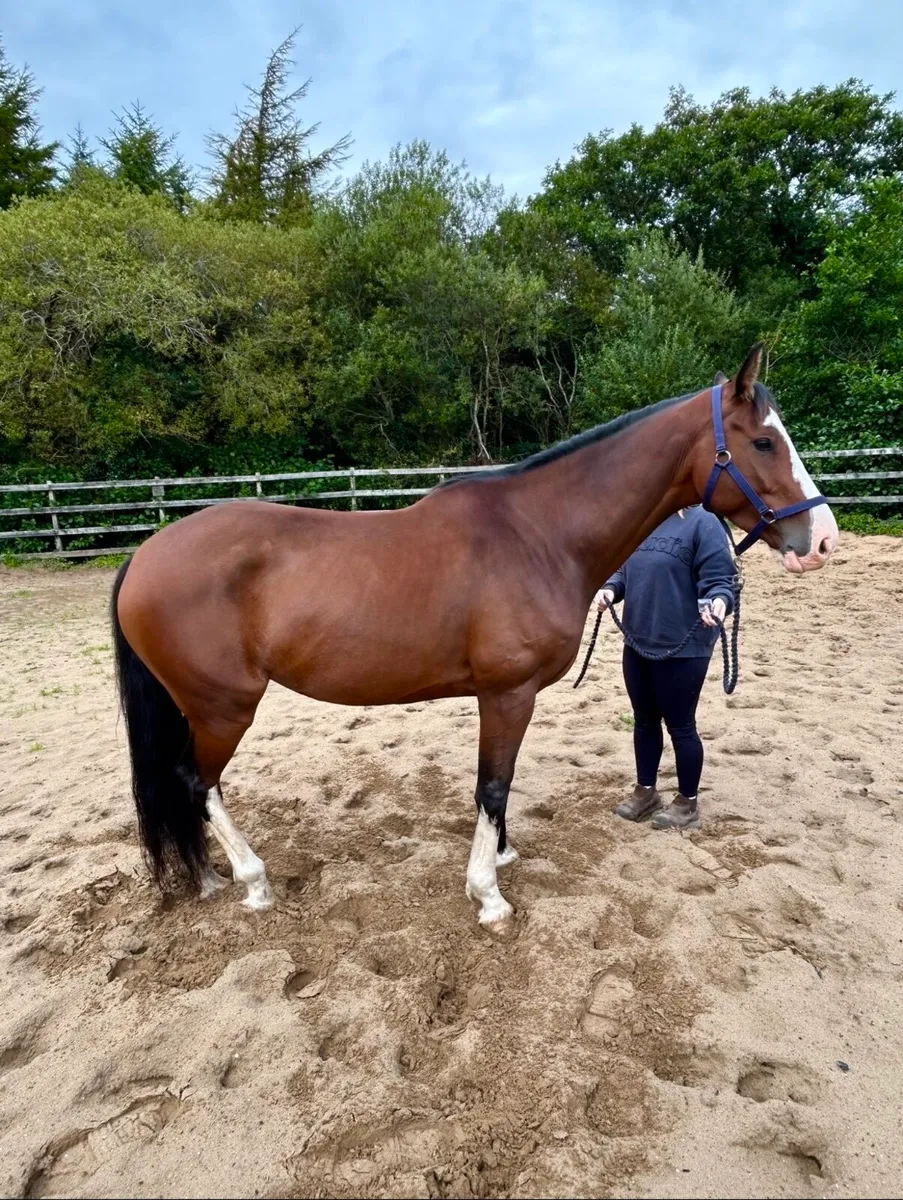 Gelding - Image 4