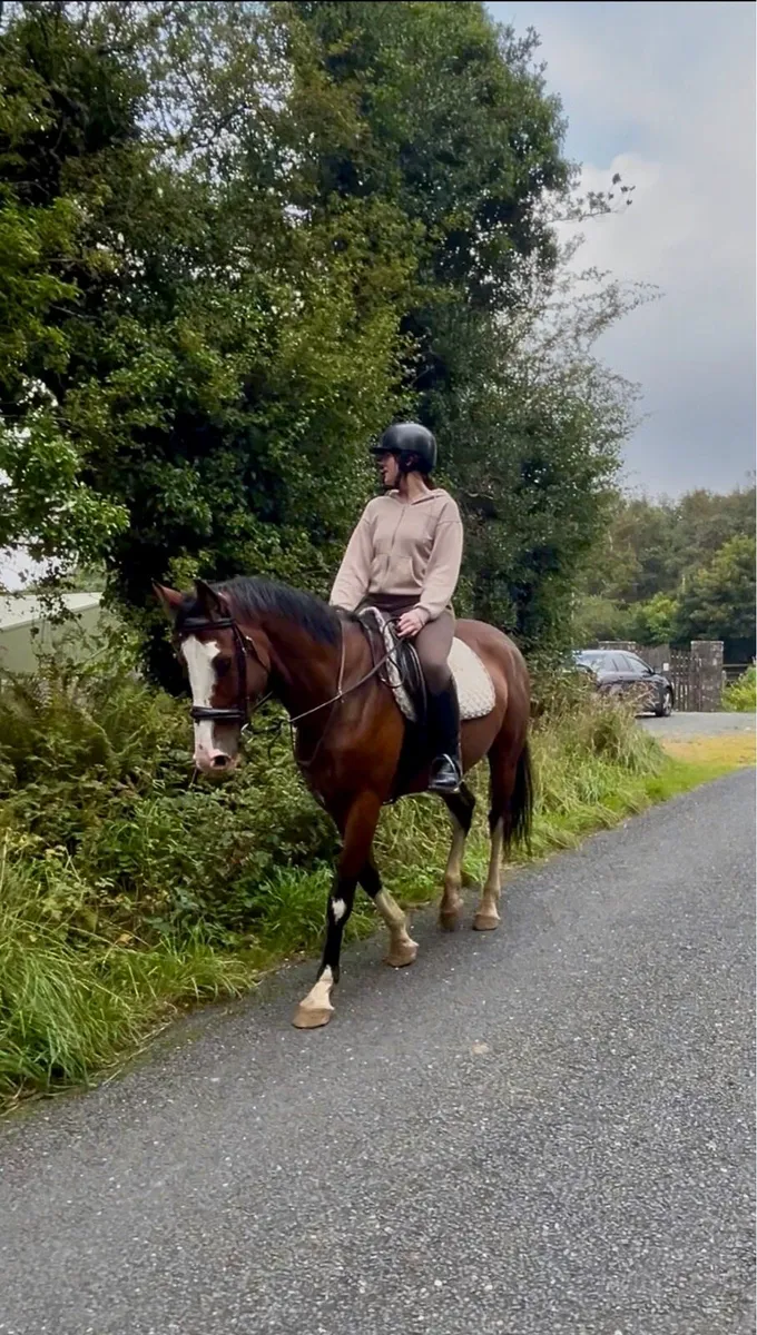 Gelding - Image 2