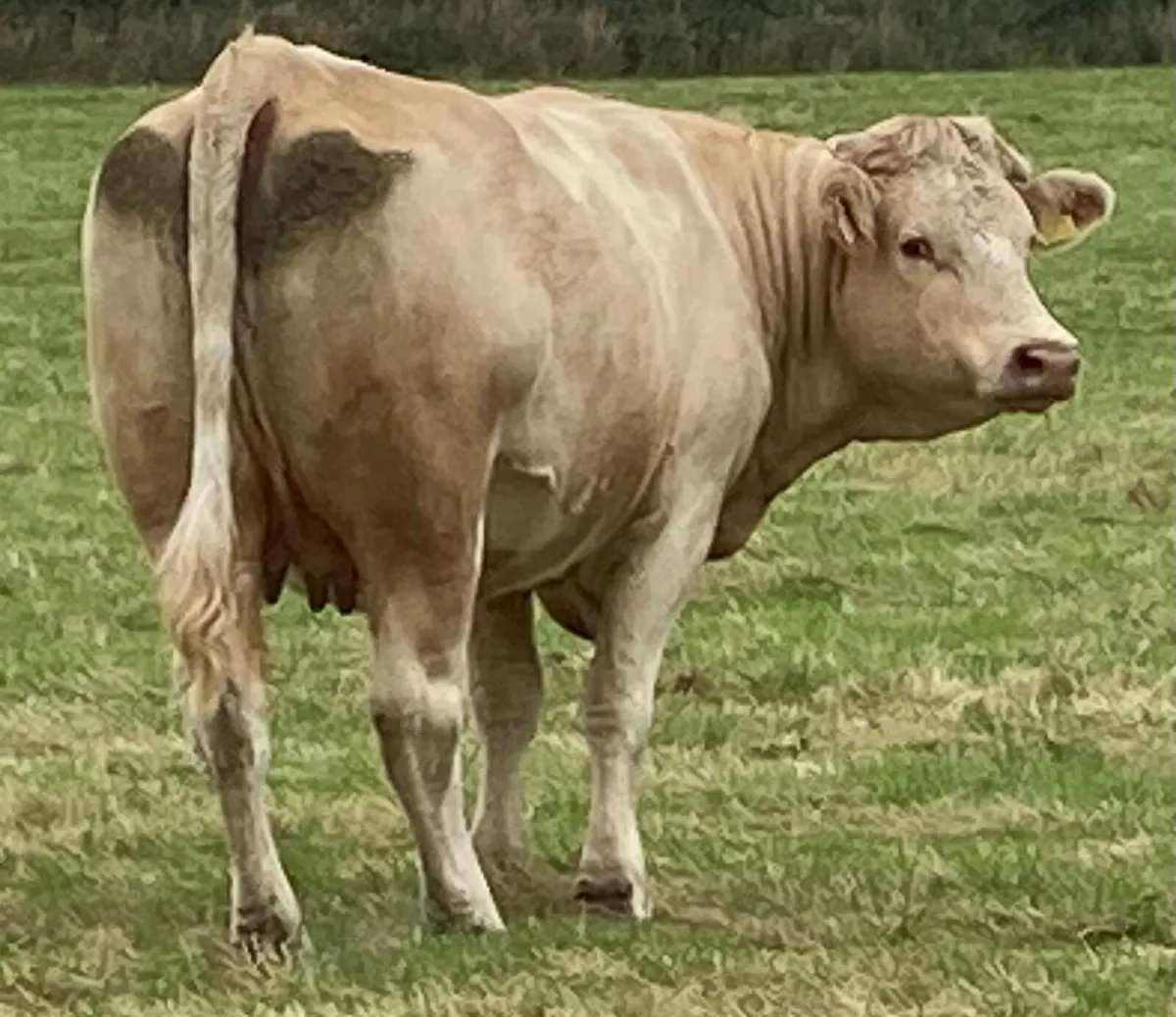 Ballymahon Mart - Image 3