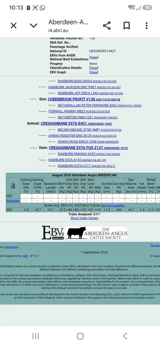 Pedigree Angus Heifers - Image 2