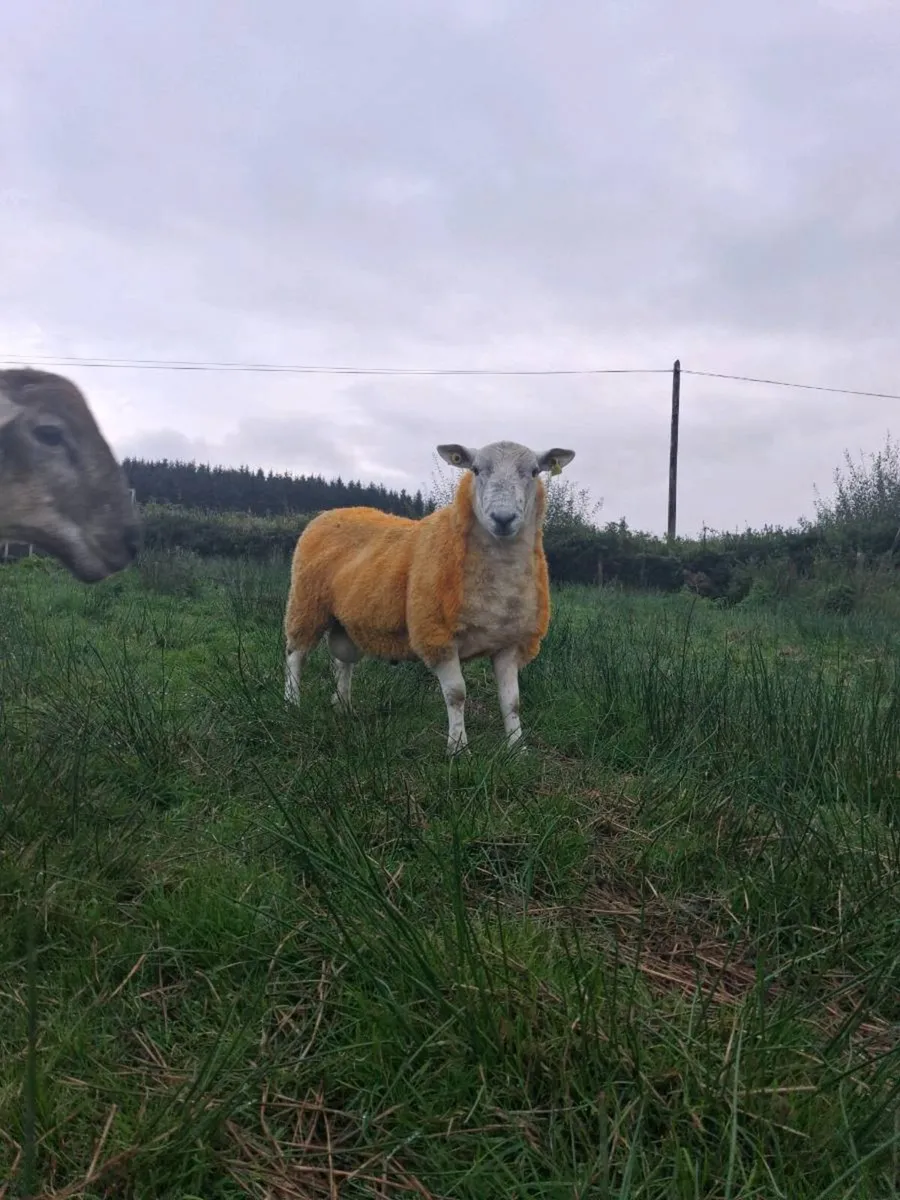 Suftex hog ram + ram lamb - Image 1