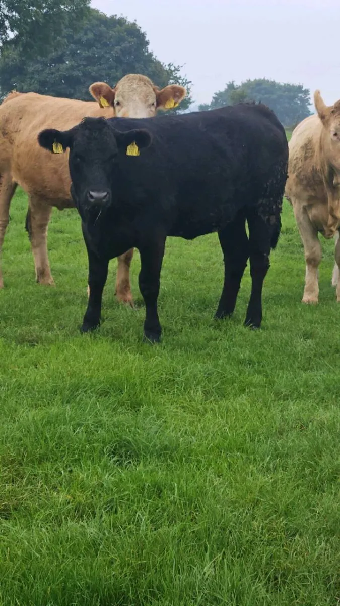 Pedigree Angus Heifers - Image 1