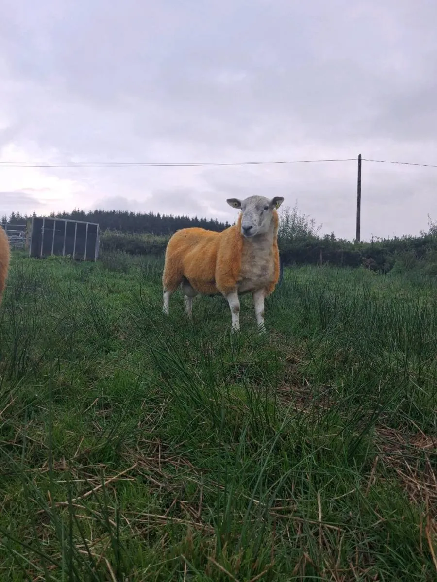 Suftex hog ram + ram lamb - Image 3