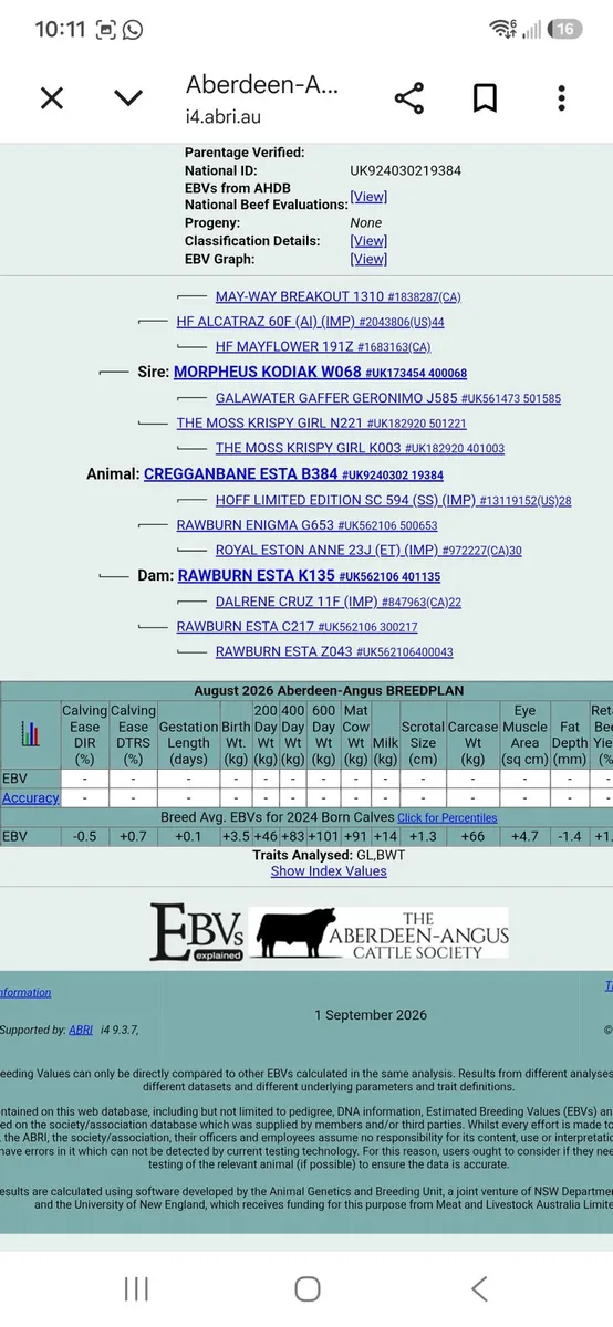 Pedigree Angus Heifers - Image 3