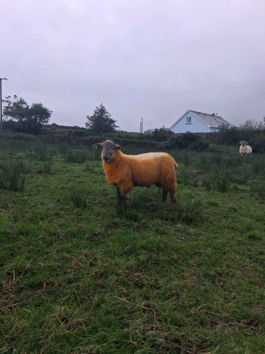 Suftex hog ram + ram lamb - Image 4