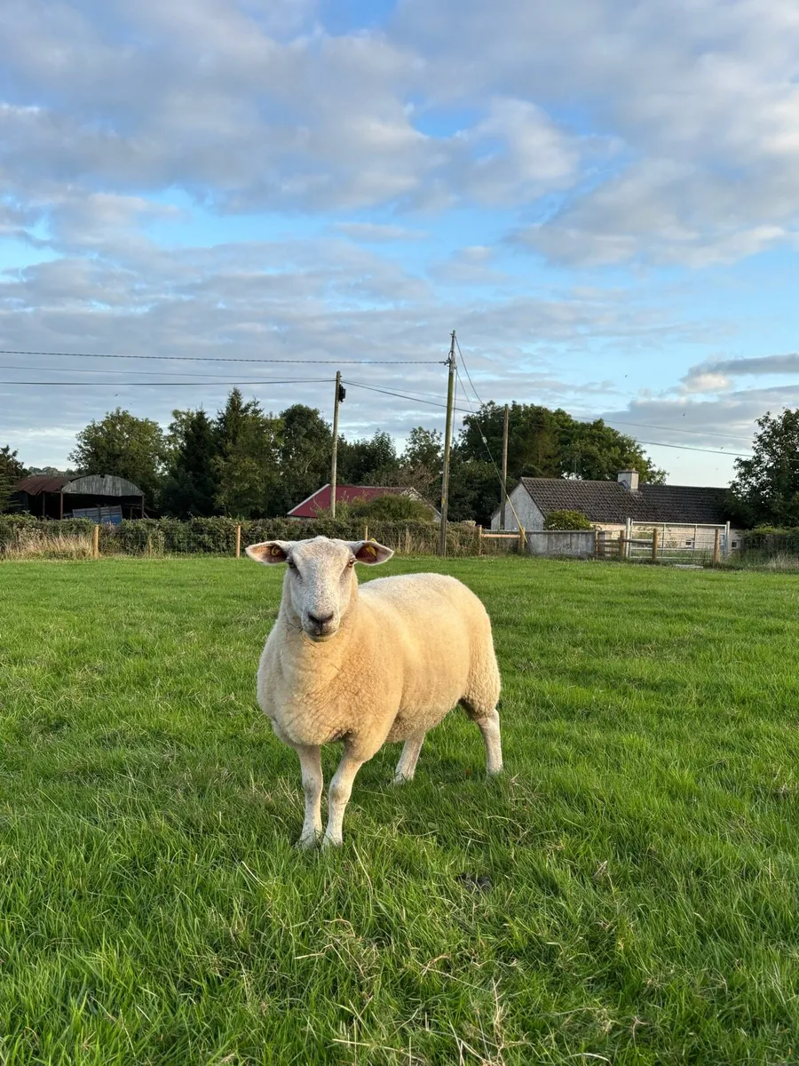 Top quality hogget ewes - Image 1