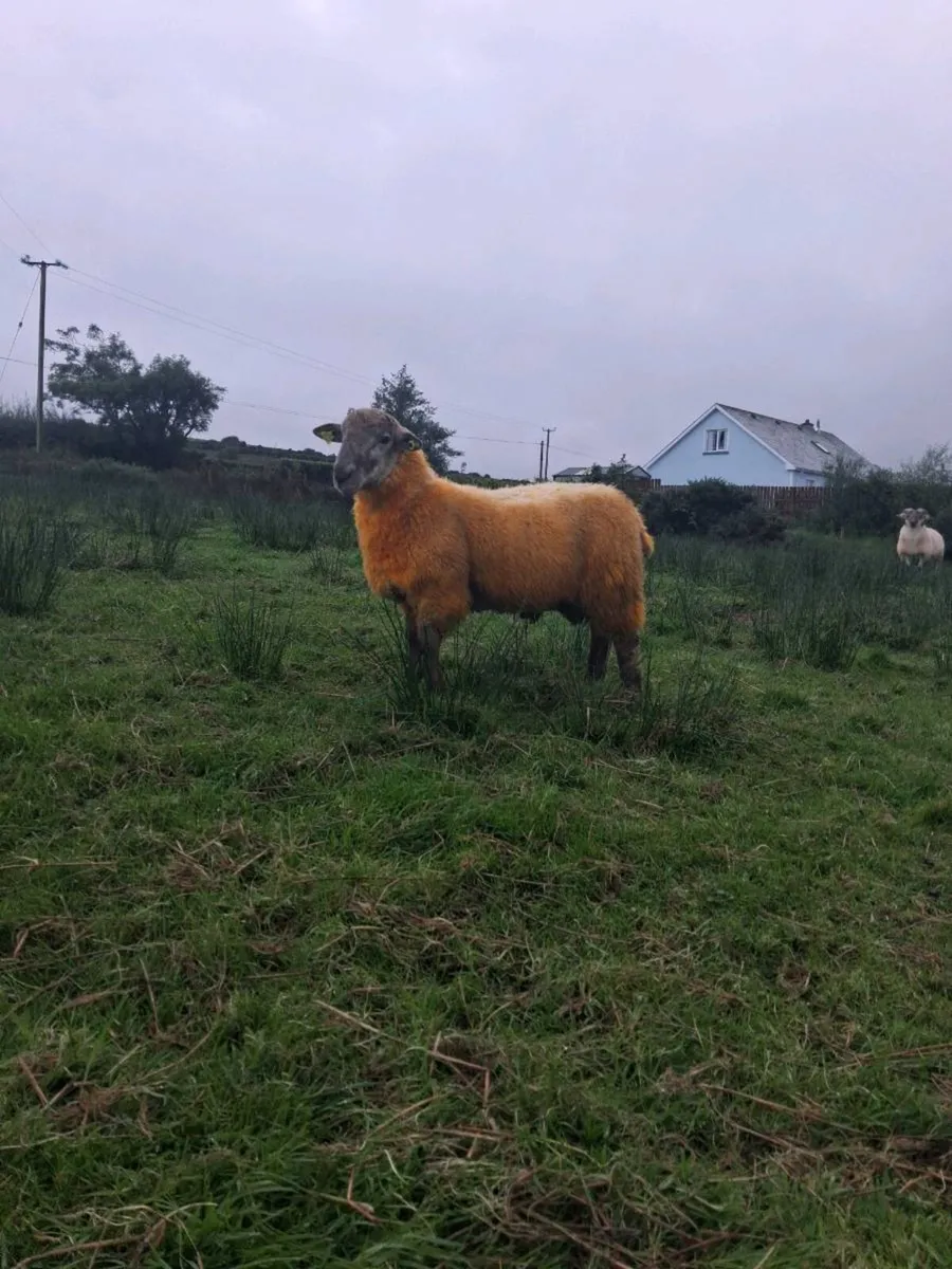 Suftex hog ram + ram lamb - Image 2