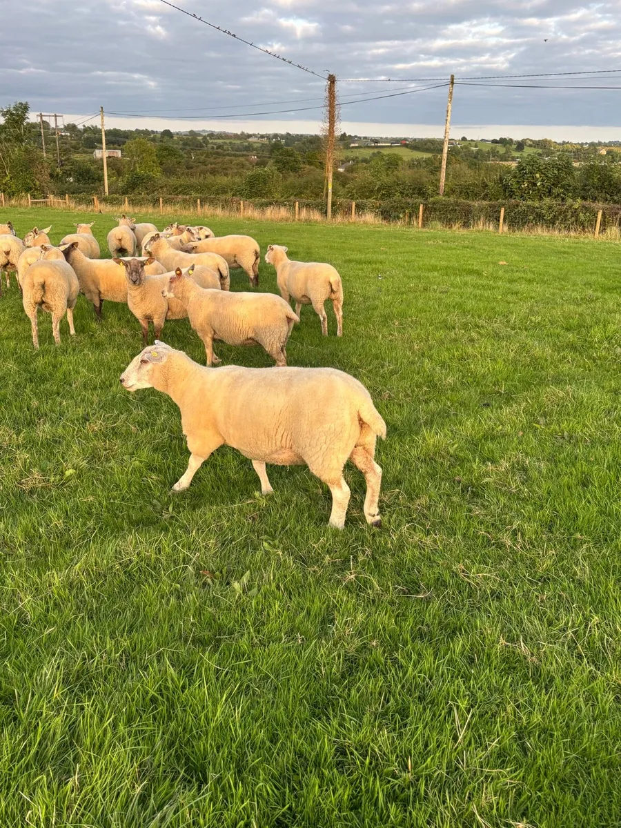 Top quality hogget ewes - Image 3