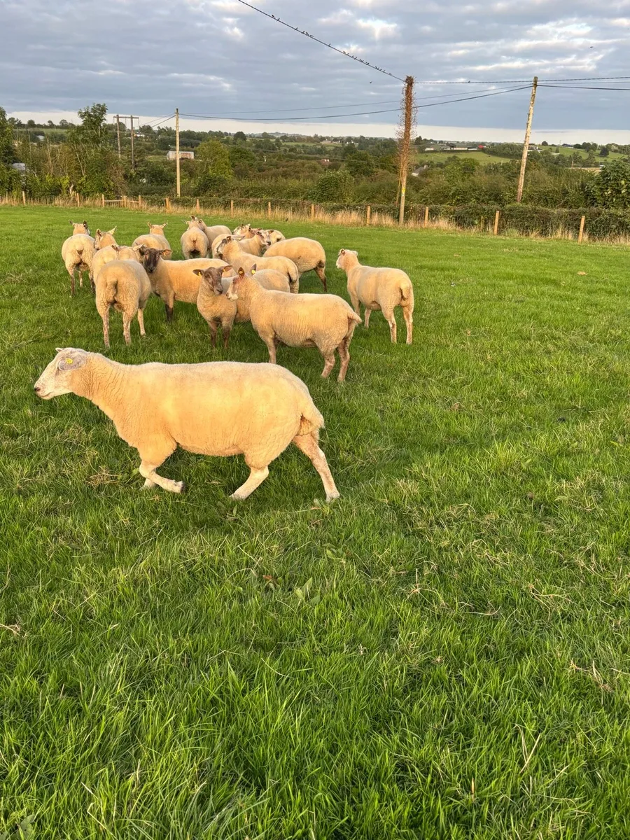 Top quality hogget ewes - Image 4