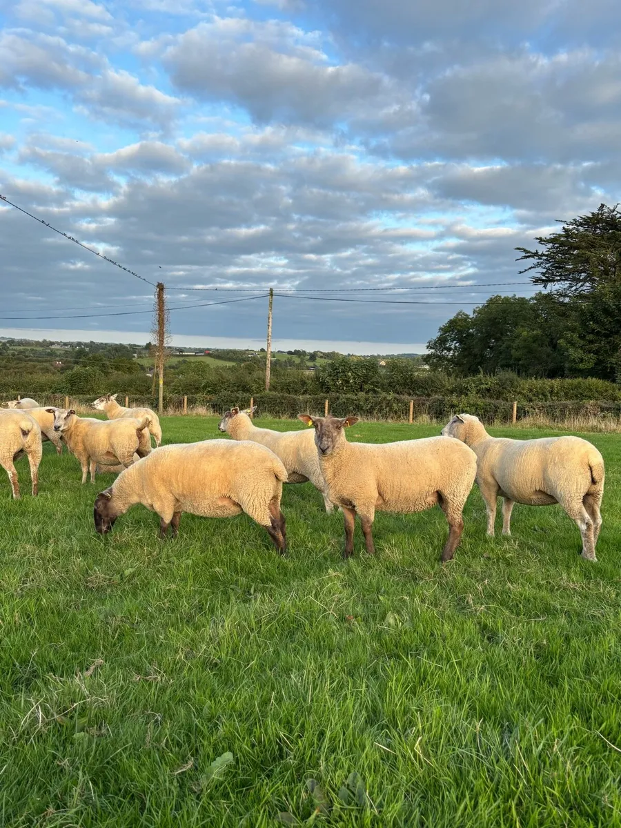 Top quality hogget ewes - Image 2