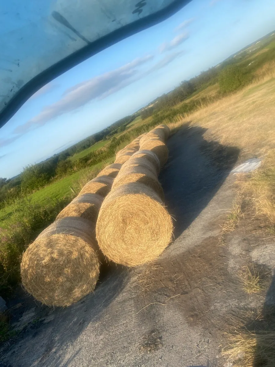 Hay/bedding - Image 1