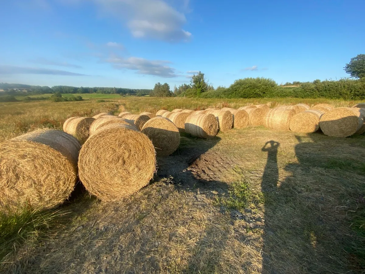 Hay/bedding - Image 2