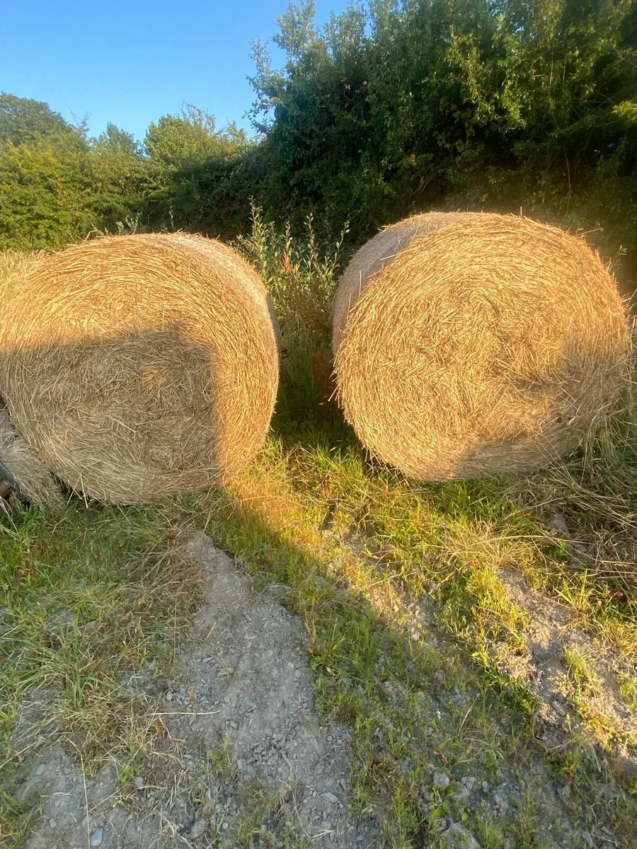 Hay/bedding - Image 3