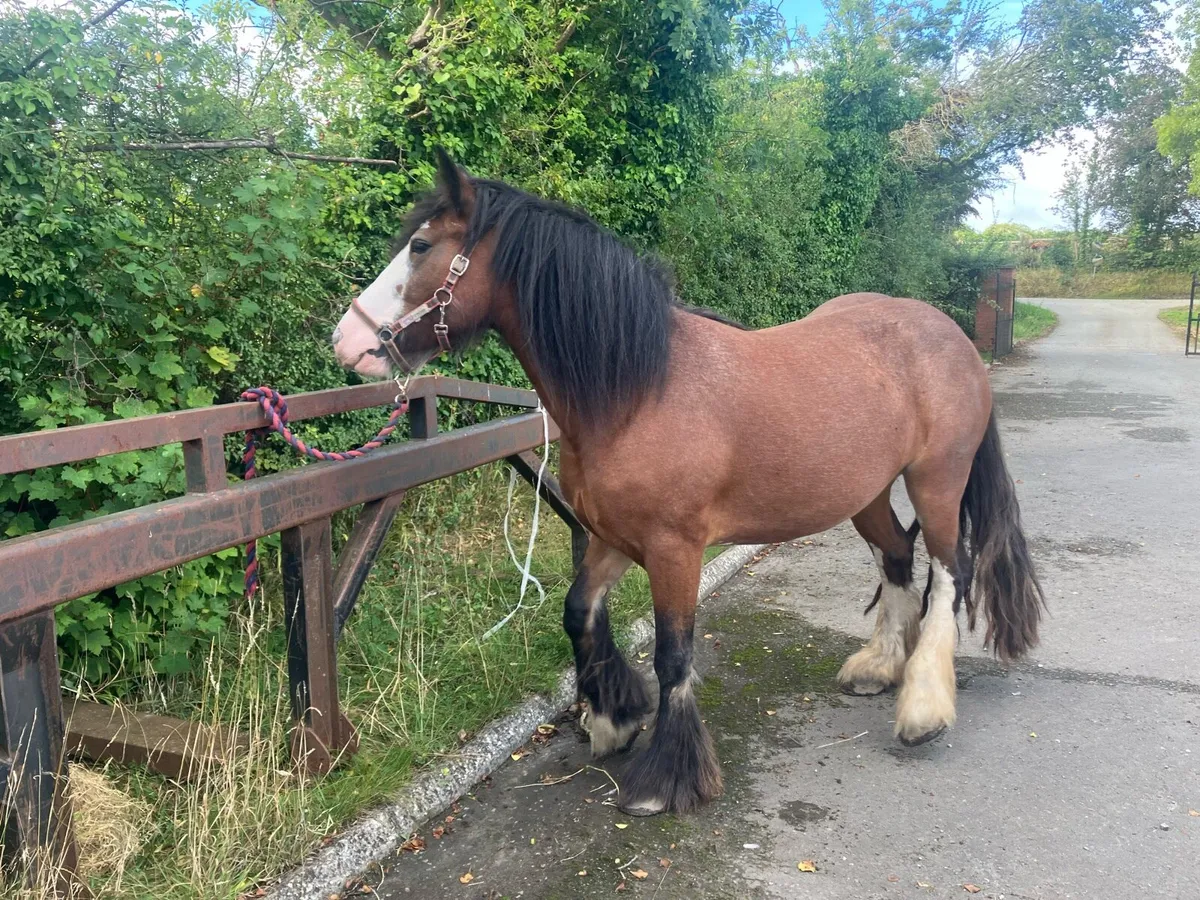 Cob Filly - Image 1