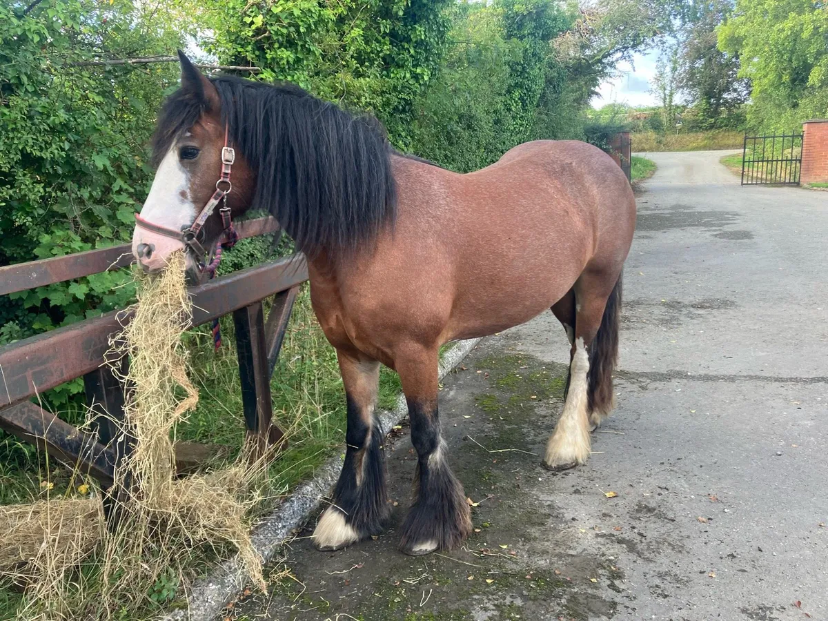 Cob Filly - Image 2