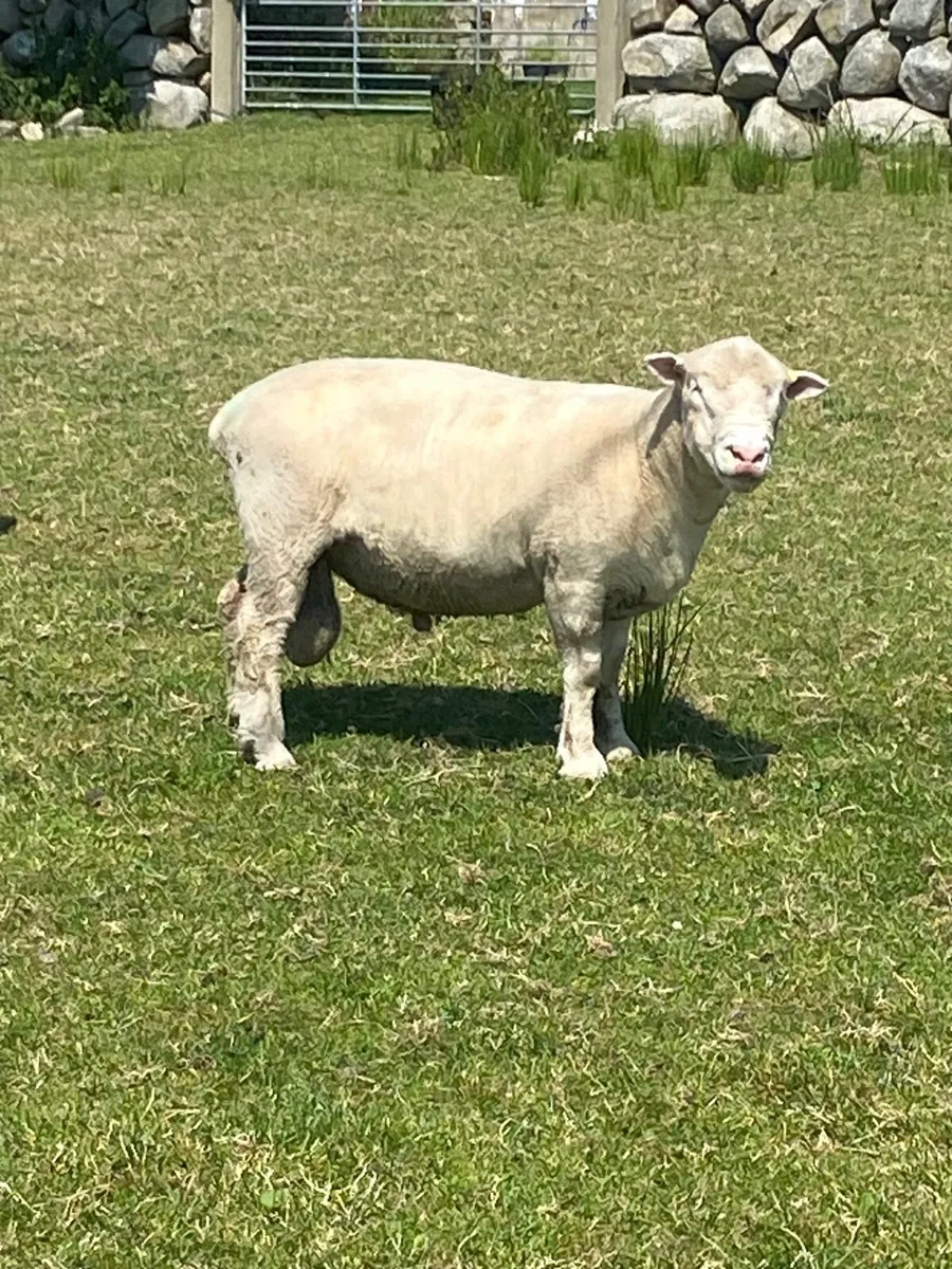 Dorset rams - Image 1