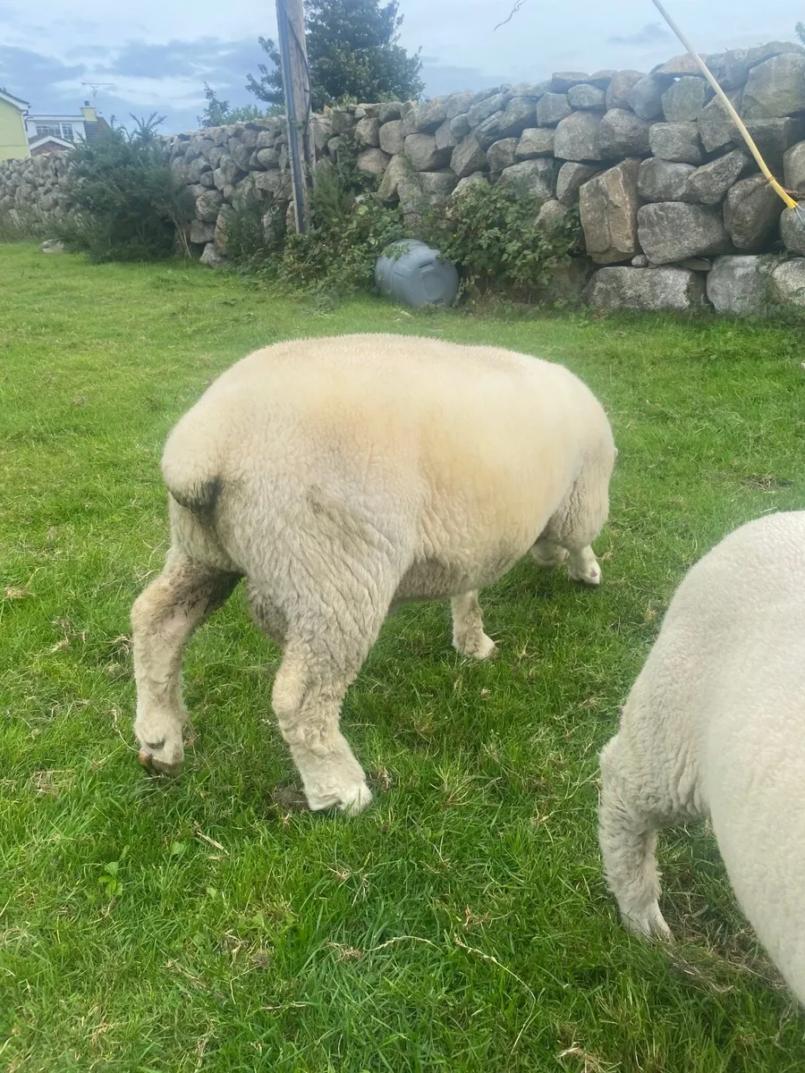 Dorset rams - Image 2