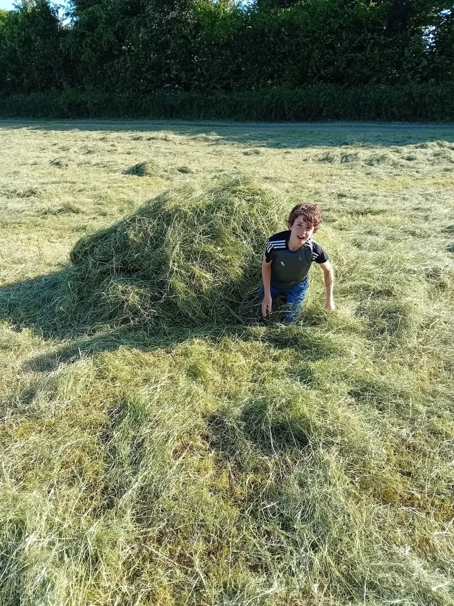 Fresh grass silage