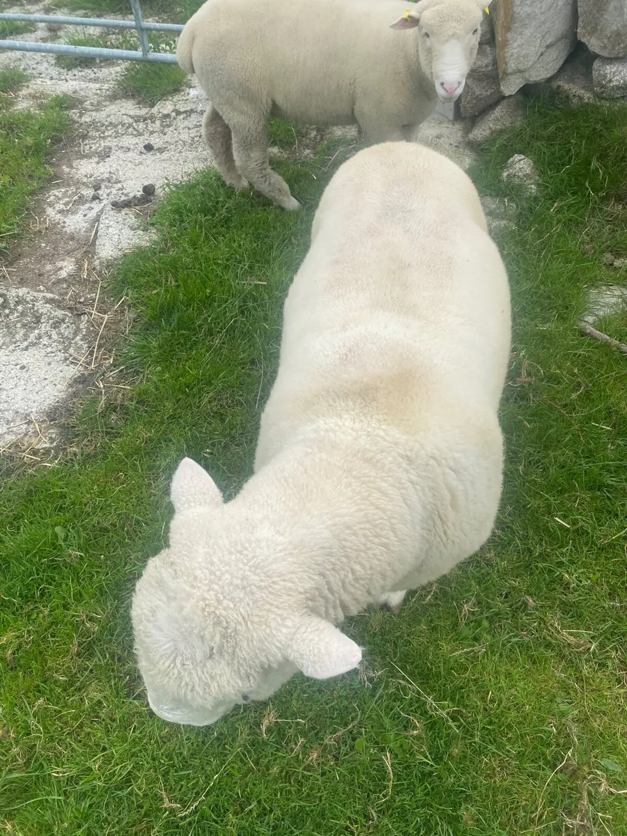 Dorset rams - Image 4