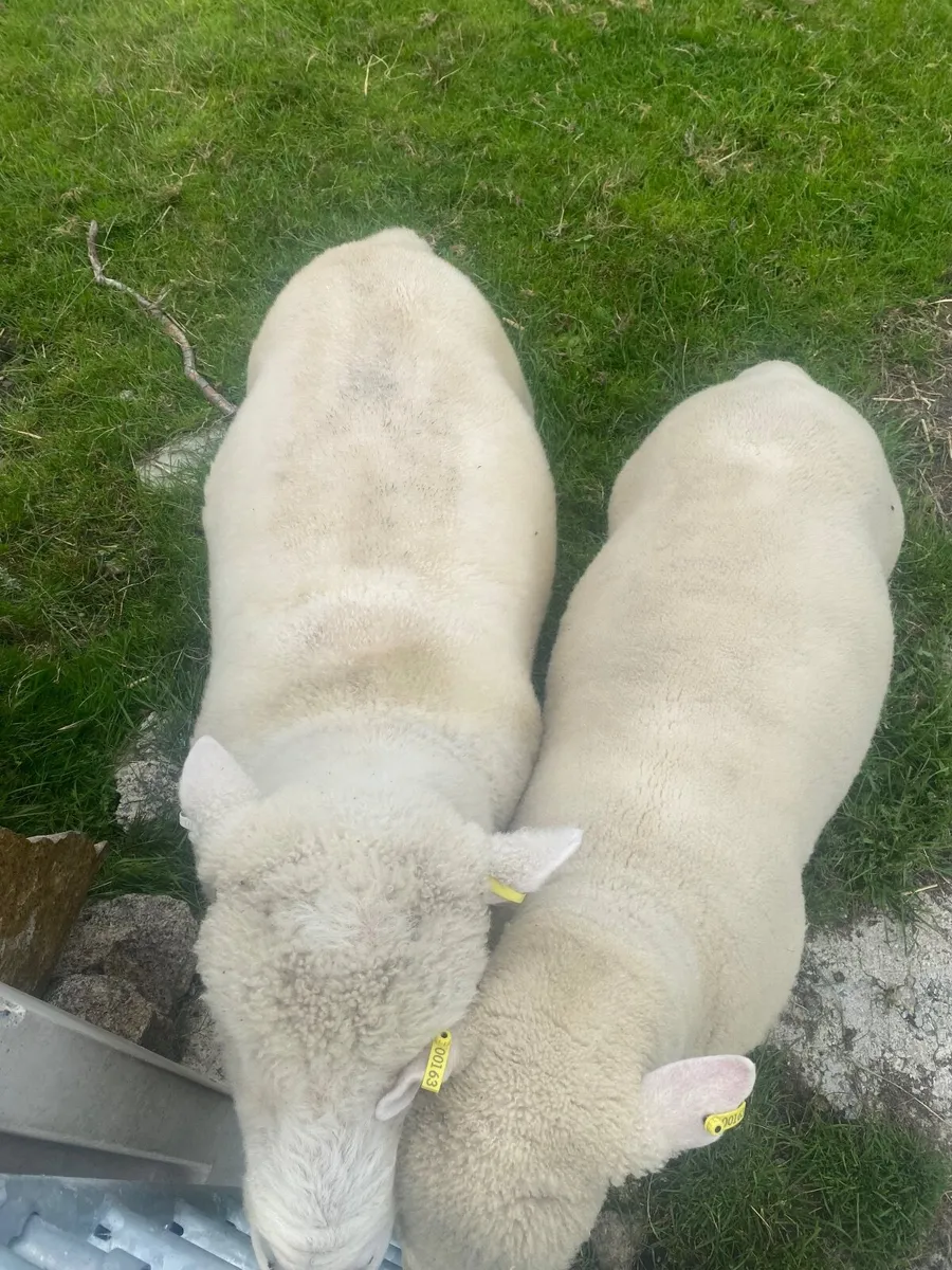 Dorset rams - Image 3