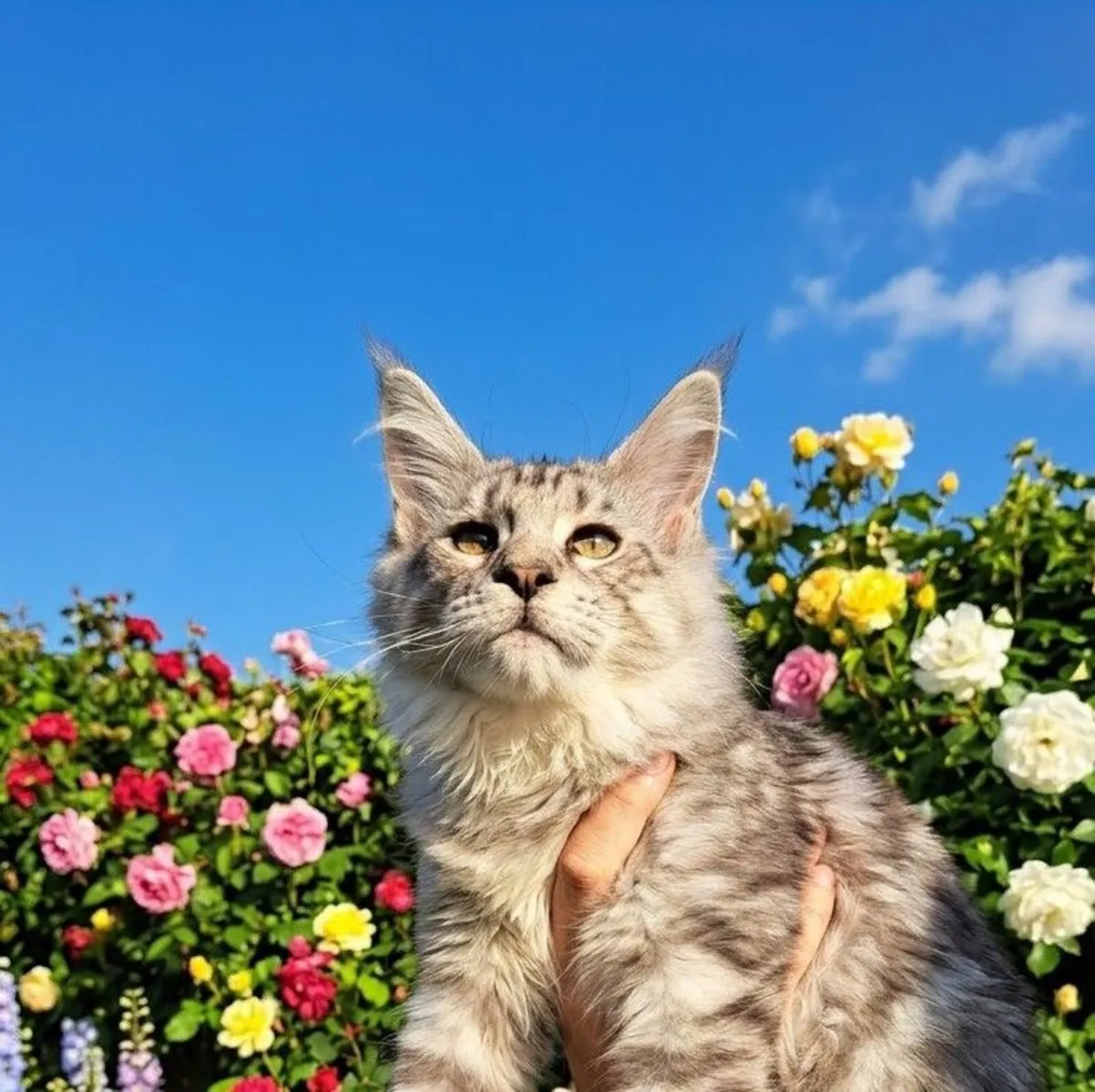 Maine Coon kitten - Image 1