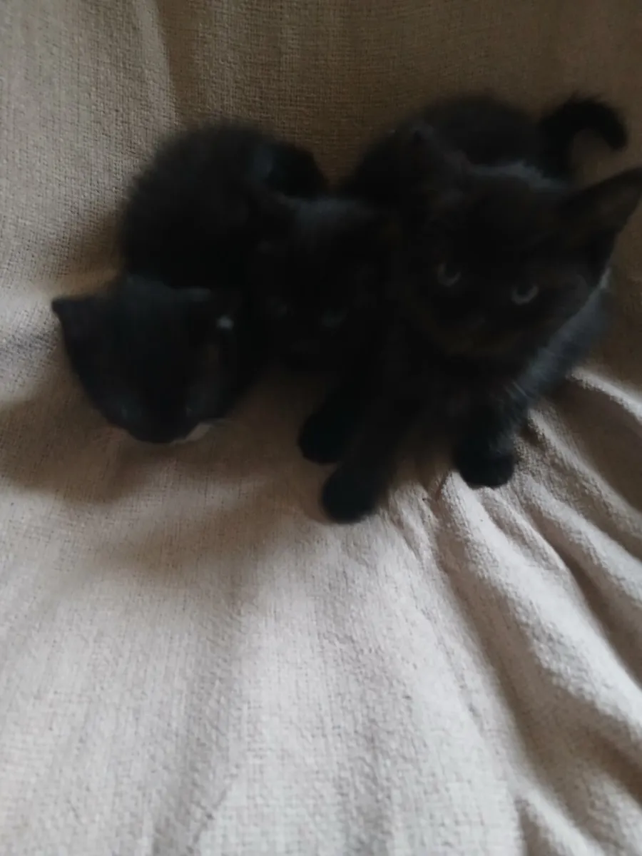 Kittens - Image 1