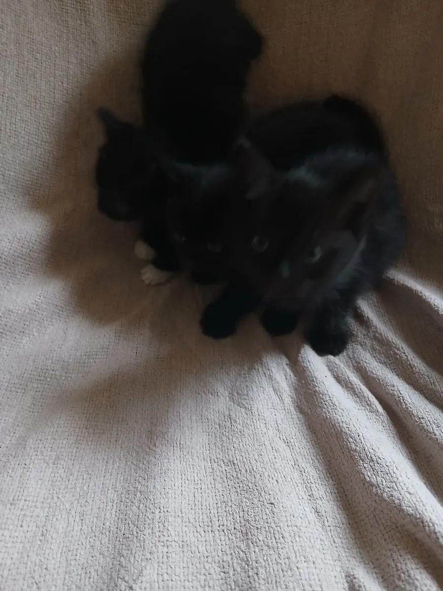 Kittens - Image 2
