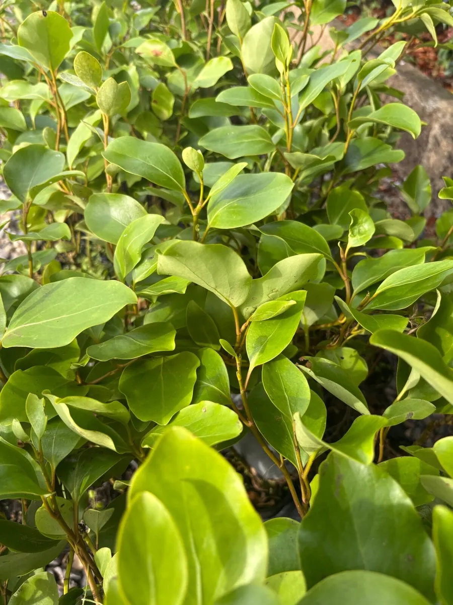 Griselinia Evergreen Hedging -Delivery Available - Image 1