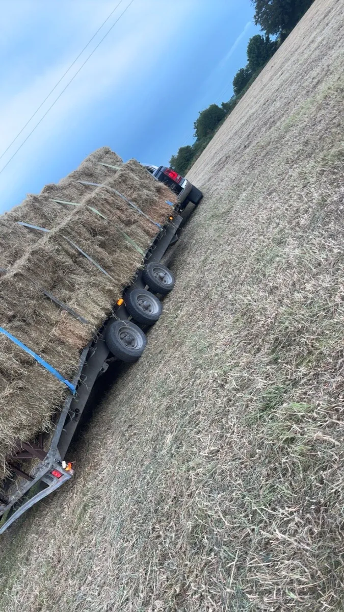 Hay - Image 1