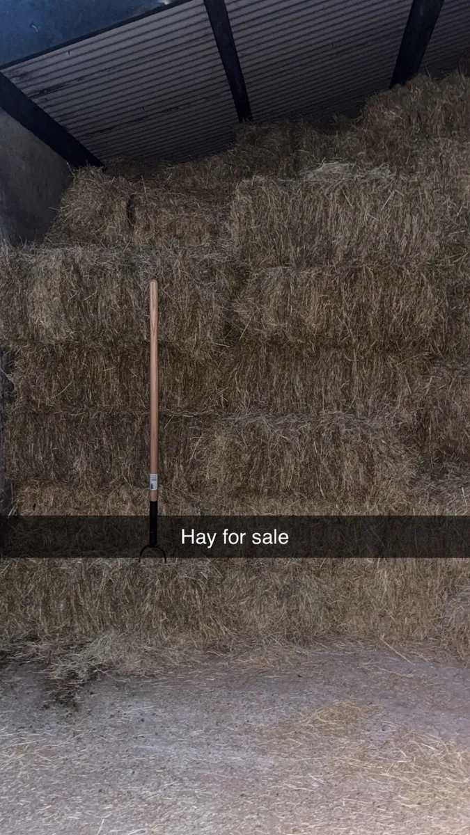 Hay - Image 2