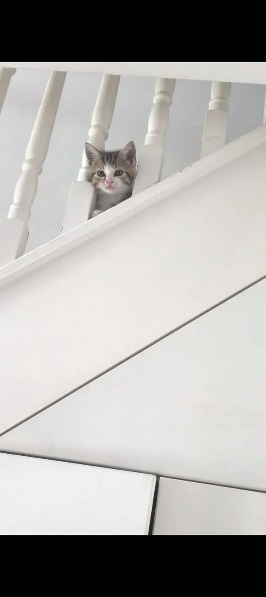 Kitten - Image 1