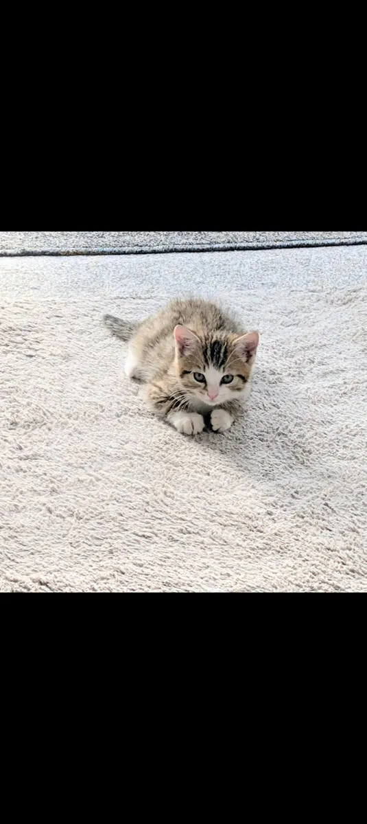 Kitten - Image 2