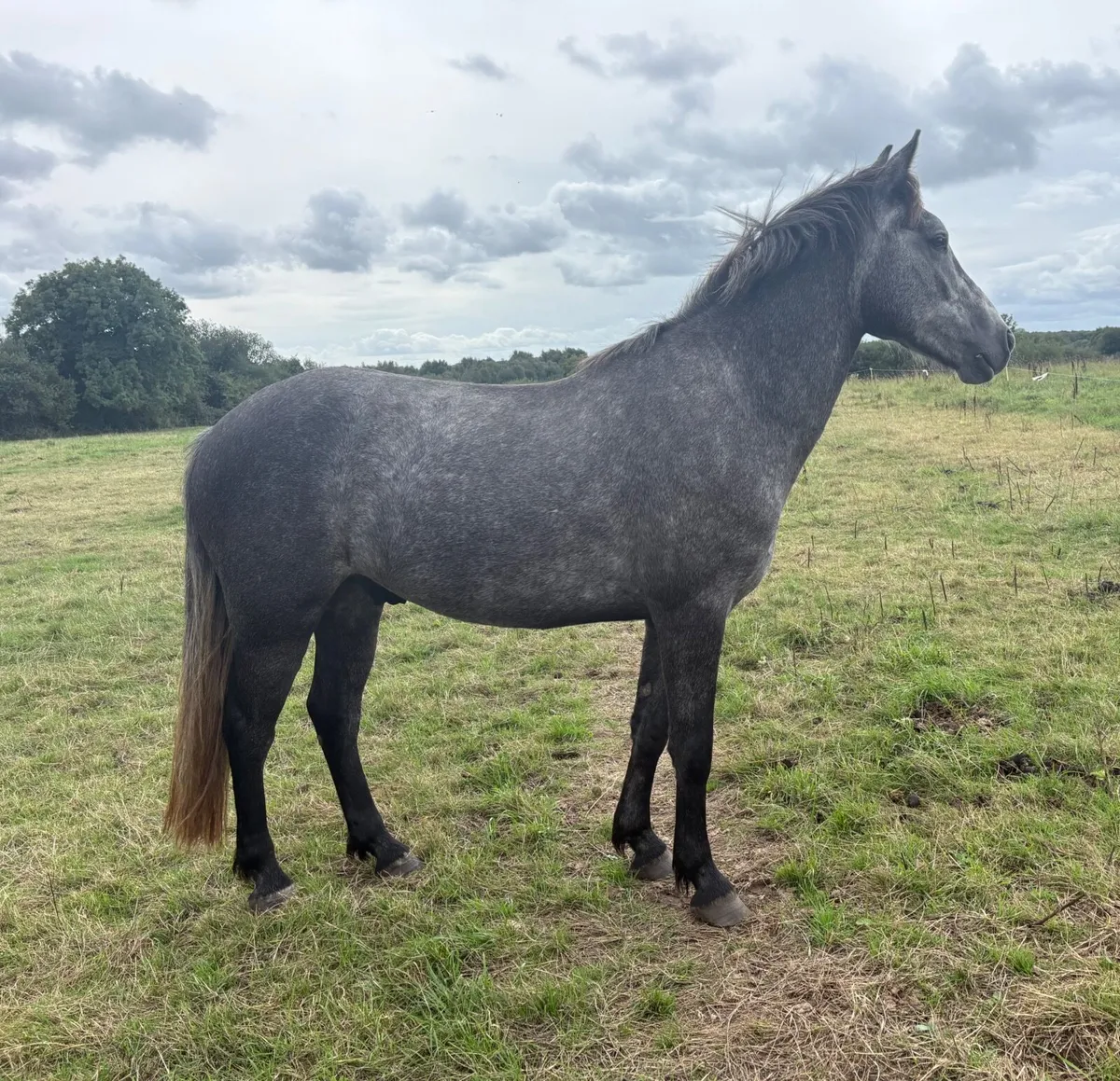 4 yr old Full Connemara filly unbroken - Image 2