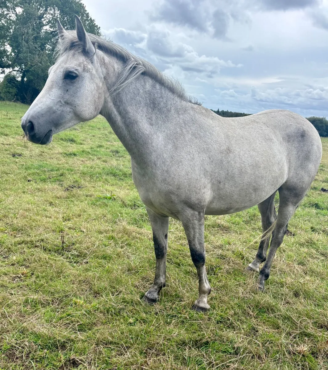 4 yr old Full Connemara filly unbroken - Image 1