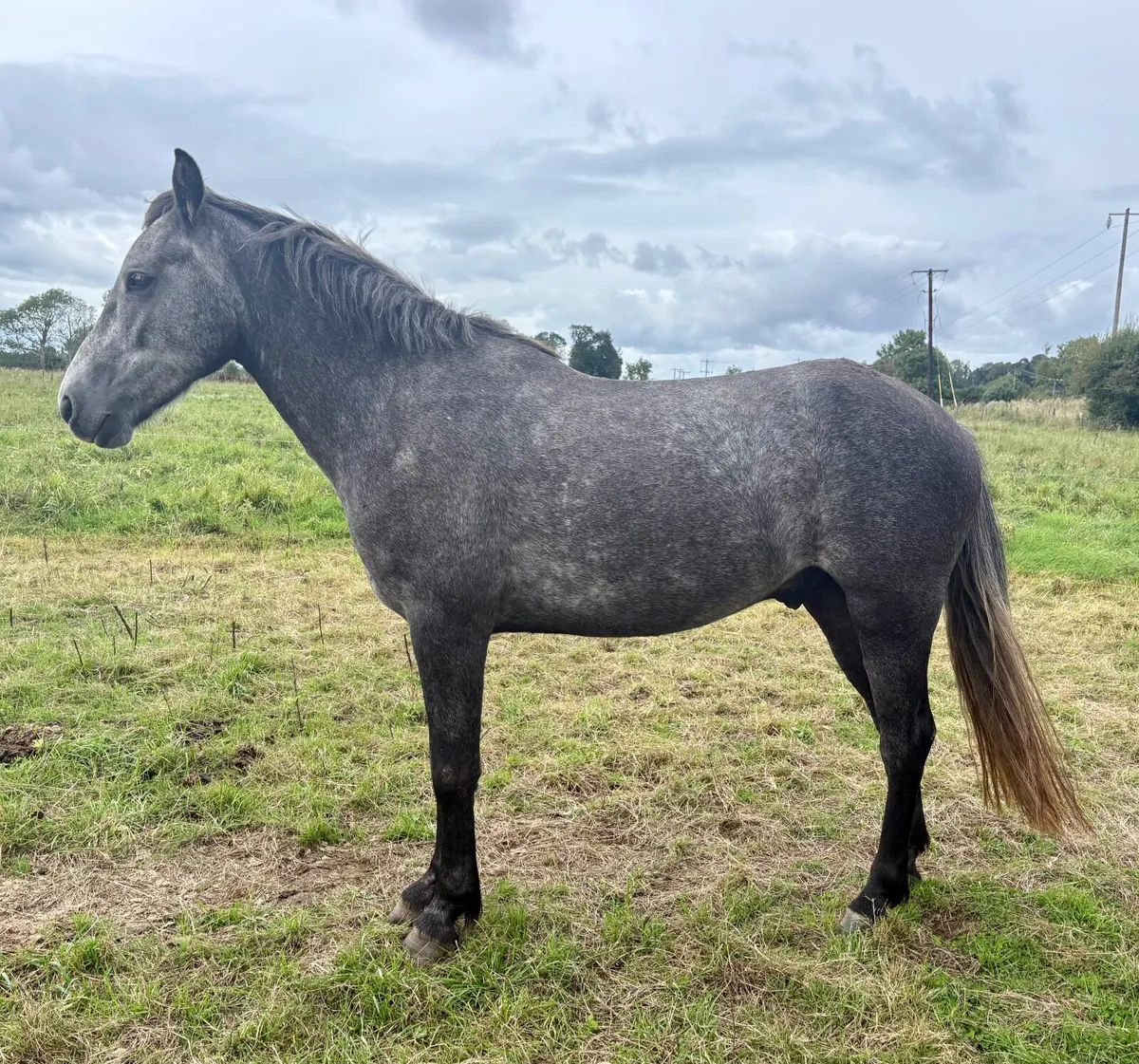 4 yr old Full Connemara filly unbroken - Image 3
