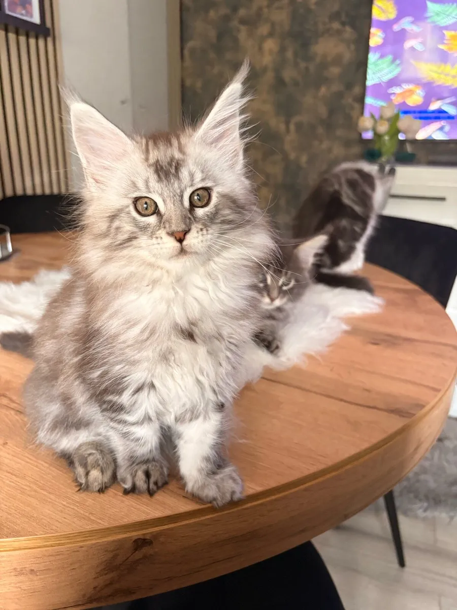 Maine coon kittens - Image 2
