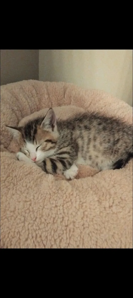 Kitten - Image 3