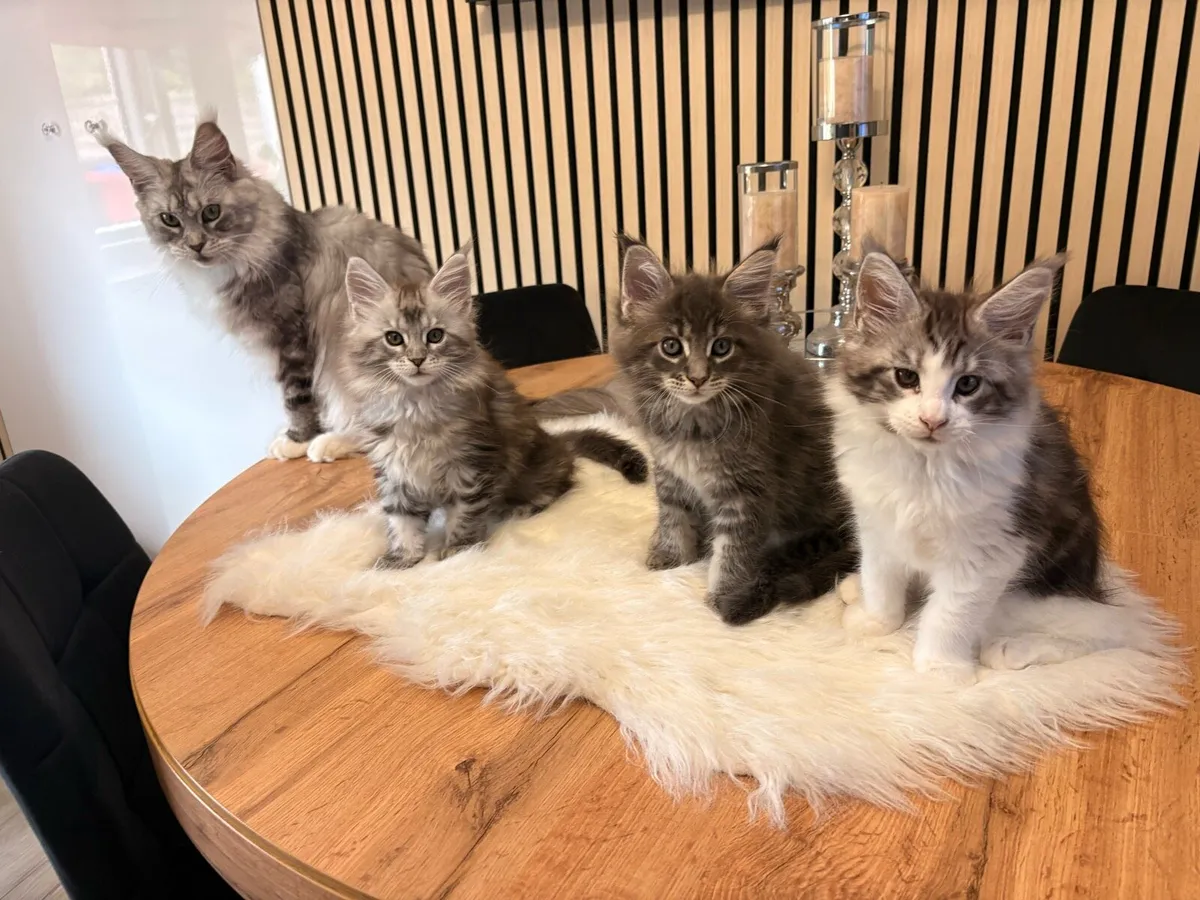 Maine coon kittens - Image 4