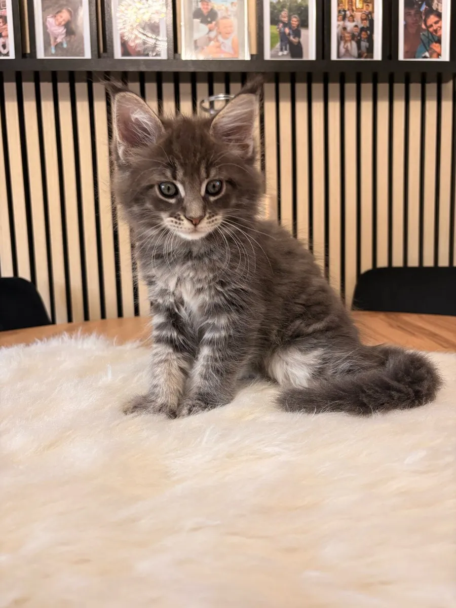 Maine coon kittens - Image 3