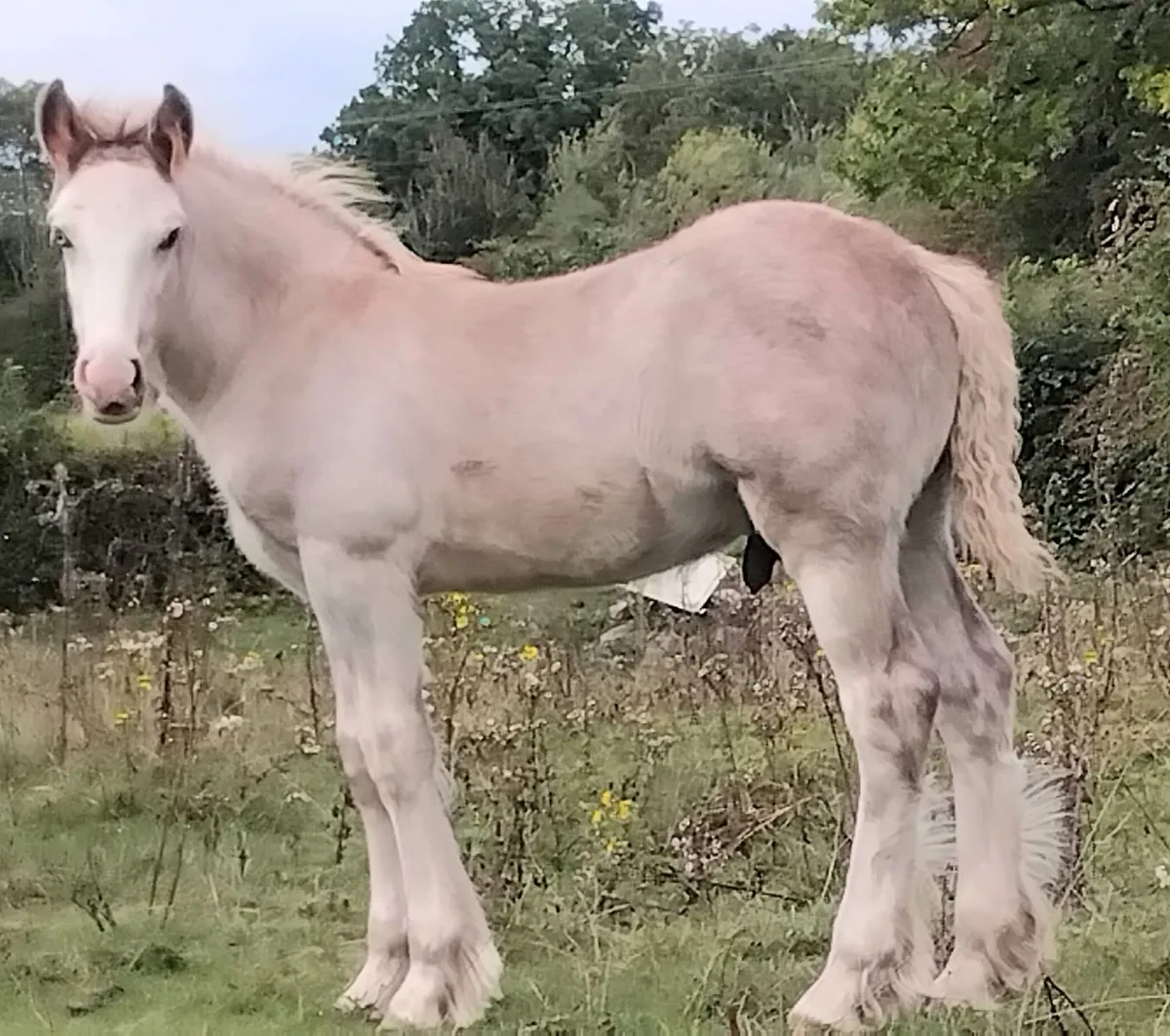 Top class cob colt foal - Image 2