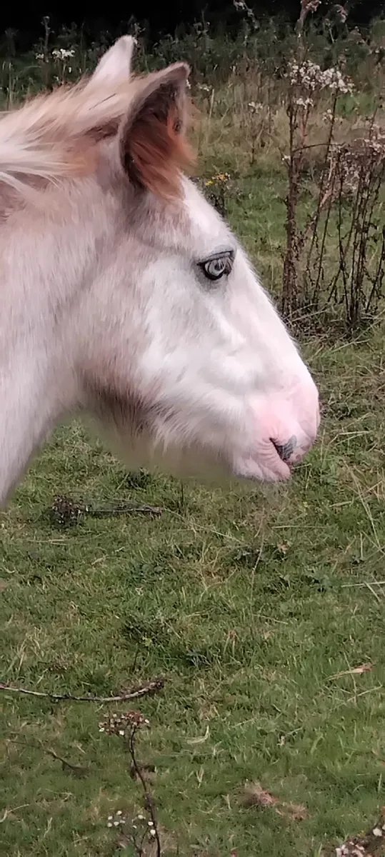 Top class cob colt foal - Image 3