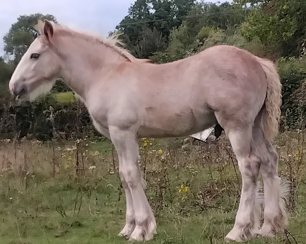 Top class cob colt foal - Image 1