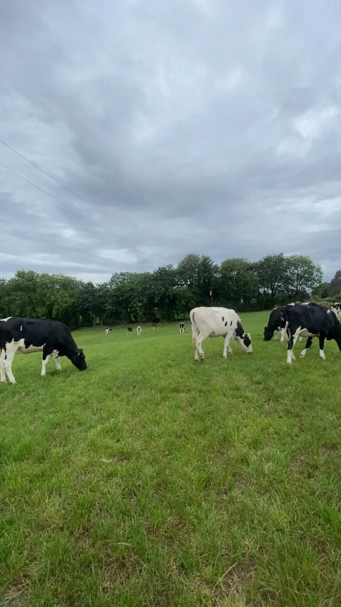 In calf heifers - Image 1