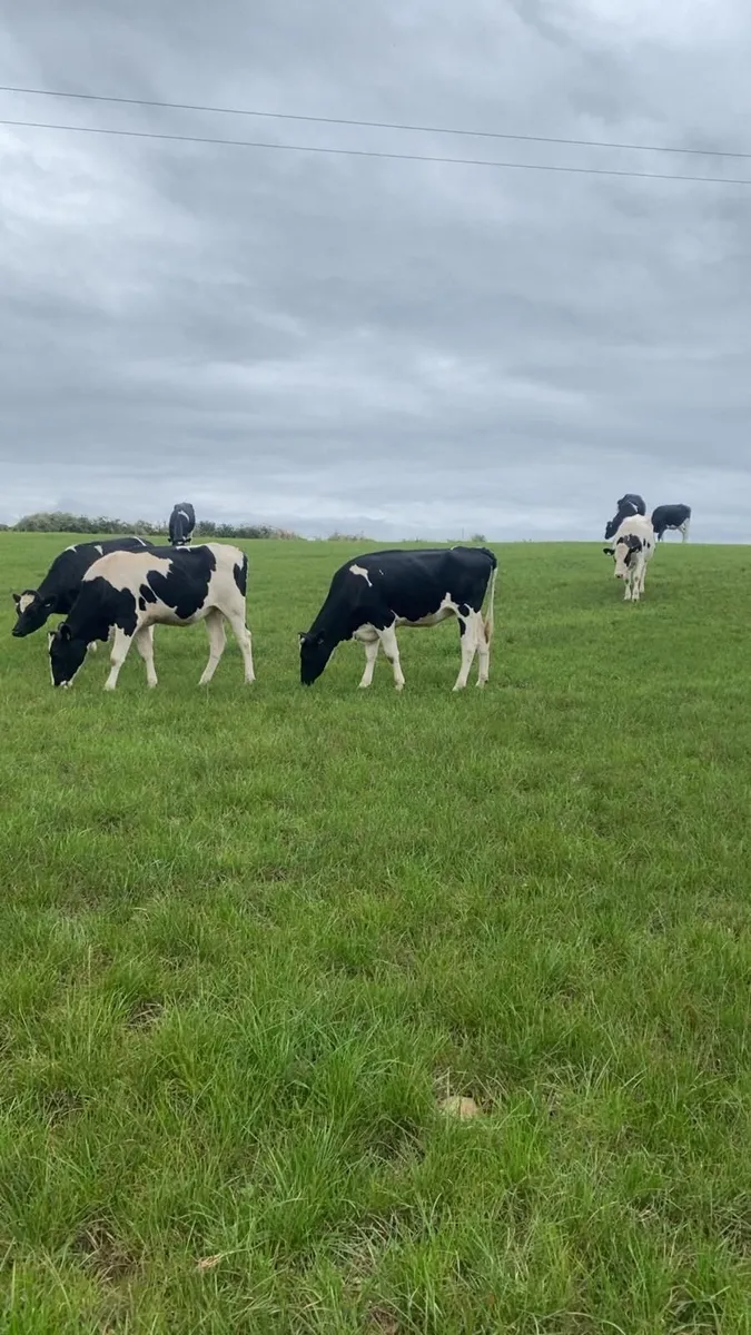In calf heifers - Image 4