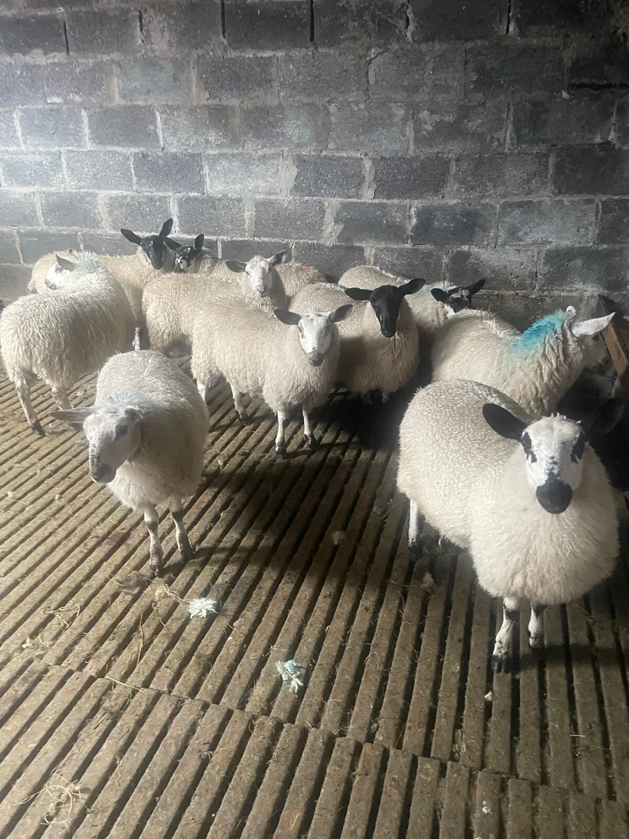 Milford Cross Ewe Lambs for Sale - Image 1