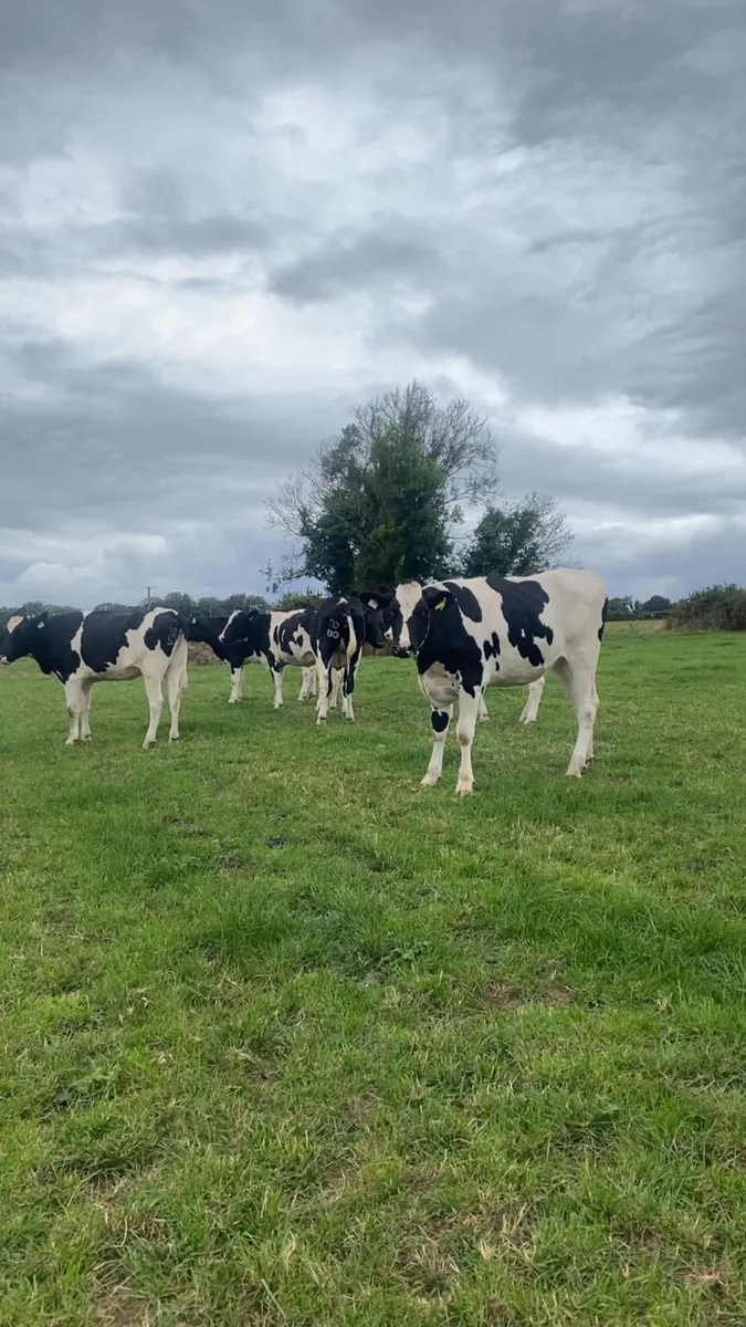 In calf heifers - Image 2