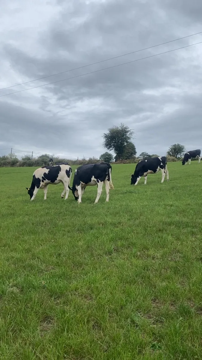 In calf heifers - Image 3