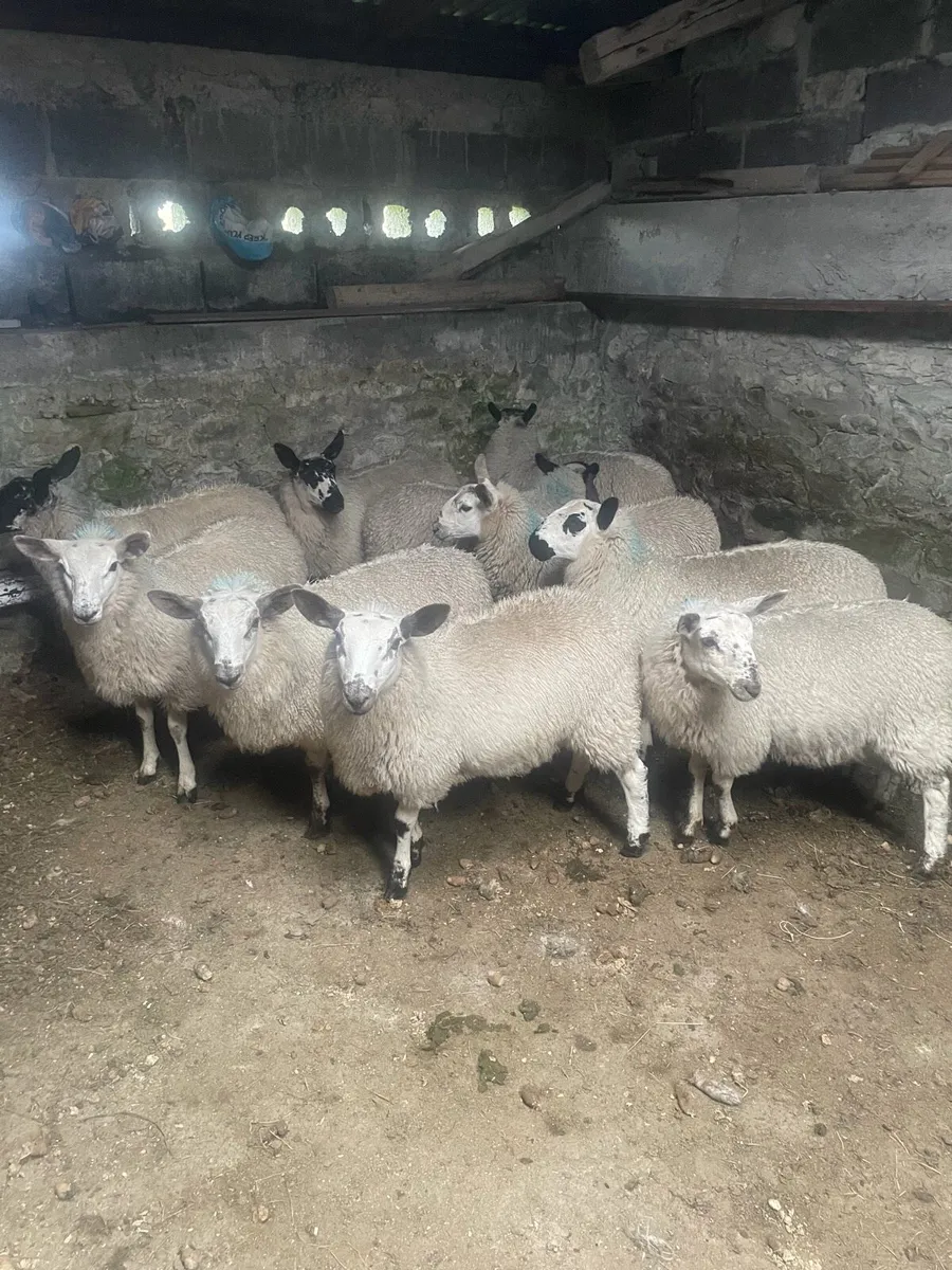 Milford Cross Ewe Lambs for Sale - Image 2